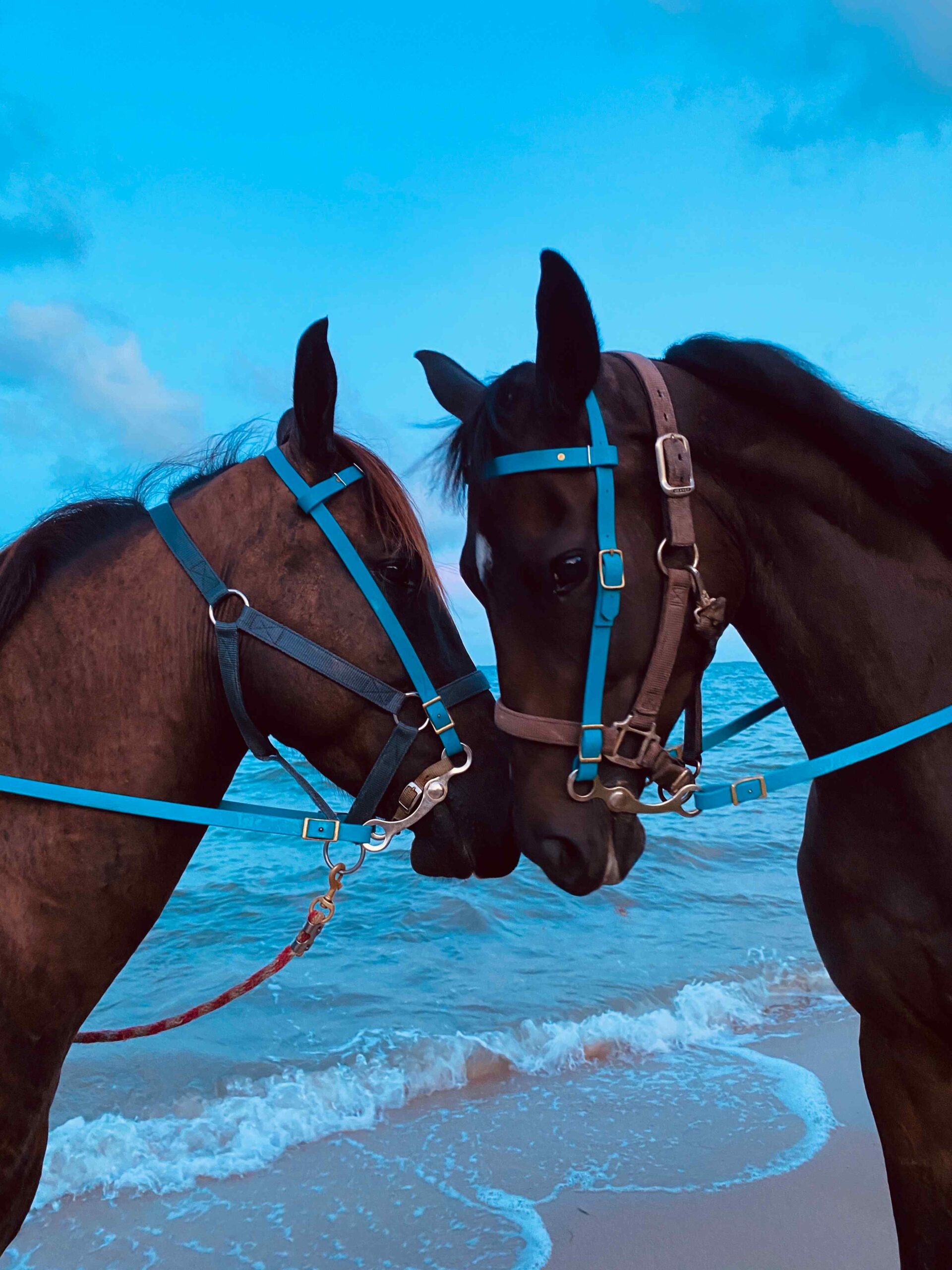 Two horses touching noses in a friendly gesture, symbolizing connection and personalization.